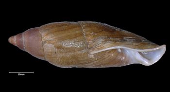 Media type: image;   Malacology 32446 Aspect: lateral